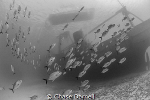 "Storm the Ship"
Horse-eyed Jacks crusiing past the Kitt... by Chase Darnell 